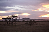 Bäume in der Steppe bei Sonnenuntergang, Serengeti, Tansania, Afrika