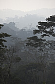 Rain forest and Usambara mountains in the fog, Tanzania, Africa