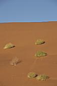 Red sand dune at Namib Naukluft Park, Sossusvlei, Namibia, Africa