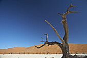 Salt lake with dead trees under blue sky, Namib Naukluft Park, Sossusvlei, Namibia, Africa