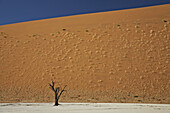 Salt lake with dead trees in front of red sand dune, Namib Naukluft Park, Sossusvlei, Namibia, Africa