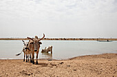 Langhornrinder trinken im Fluß, Niger, Mali