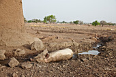 Pig lying in a puddle, Bolgatanga, Ghana, Africa