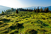 Alpine meadow in the region of Hochkönig, Salzburger Land, Austria