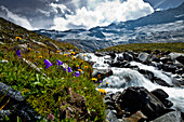 Alpine flowers near a stream in Krimmler Achental with view towards Krimmler Glacier, Salzburger Land, Austria