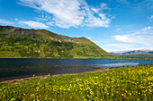 Blumenwiese am Fjord, Austvågøya, Lofoten, Nordnorwegen, Norwegen