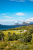 Blumenwiese am Nappstraumen, Vestvågøya, Lofoten, Nordnorwegen, Norwegen