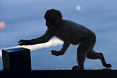 Gibraltar ape probably bowling at Upper Rock Nature Reserve, Gibraltar, Europe