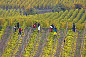 Arbeit im Weinberg bei Zell, Weinanbaugebiet, Mosel, Rheinland-Pfalz, Deutschland, Europa