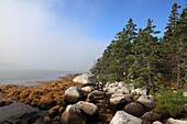 plants on rocky shore at lowest tide at the Atlantic coast in the morning mist at Nova Scotia, Canada, North America