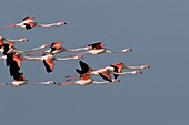 Flamant rose - Great Flamingo - Phoenicopterus ruber
