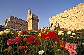Flowers and David's Tower, Jerusalem, Israel