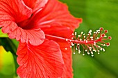 Close-up of red Hibiscus flower.