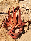 Aloe gariepensis - Clings to a rock wall at the Oranje River which is border river between Namibia and South Africa Ai-Ais Richtersfeld Transfrontier Park, Namibia