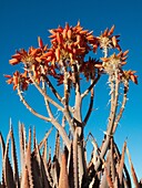 Aloe hereroensis - With inflorescences and flowers Succulent plant well adapted to arid regions At the dry Olifants riverbed Kalahari Desert, Namibia