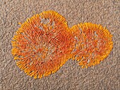 Caloplaca namibensis - This lichen is found on stones and rocks in the northern Namib Desert Skeleton Coast Park, Namibia
