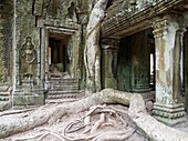Cambodia - The roots of a Kapok tree Ceiba petandra invade a portico at the Ta Prohm temple in Angkor, supporting the monument and destroying it at the same time On the left a niche with a Devata deity, divinity The temple complexes of Angkorcity,  wer