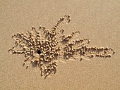 Thailand - When excavating their burrows at low tide, the tiny crabs of Railay Beach roll little sand balls and deposit them in the vicinity, forming some quite artistic patterns Phranang Peninsula, Krabi province, southern Thailand