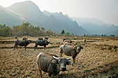 Buffalos. Vang Vieng. Laos.