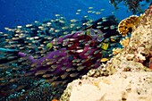 Diving in Red Sea, Hurgada, Egypt