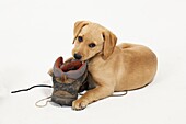 Yellow Labrador Puppy playing with boots
