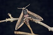 Privet hawk-moth Spinx ligustri