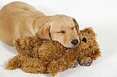 Yellow Labrador Puppy sleeping with cuddly Teddy Bear