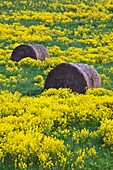 Latvia, Northeastern Latvia, Vidzeme Region, Gauja National Park, Sigulda, hayrolls and mustard fields, springtime