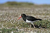 Magellanic Oystercatcher, Haematopus leucopodus, Order Charadriiformes, Family Haematopodidae, Fakland Islands, Pebble Island