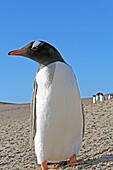 Gentoo Penguin, Pygoscelis papua papua, Order SPHENISCIFORMES, Family Spheniscidae, Sea Lion Island Falkland-Malvinas Islands