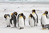 King Penguin, Aptenodytes patagonicus, Family Spheniscidae, Order: Sphenisciformes, Falkland Islands, Volonteer point