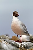 Brown Headed Gull, Larus maculipennis, Order:Charadriiformes, family : laridae, Falkland Islands, Sea Lion Island