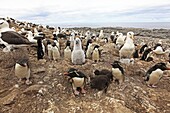 Black-browed Albatross, Mollymawk Thalassarche melanophris or Diomedea melanophris, Order : Procellariiformes, family : diomedeidae, Steeple jason, Falkland islands Malvinasislands