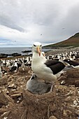 Black-browed Albatross, Mollymawk Thalassarche melanophris or Diomedea melanophris, Order : Procellariiformes, family : diomedeidae, Steeple jason, Falkland islands Malvinasislands