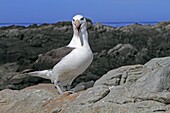 Black-browed Albatross, Mollymawk Thalassarche melanophris or Diomedea melanophris, Order : Procellariiformes, family : diomedeidae, Steeple jason, Falkland islands Malvinasislands