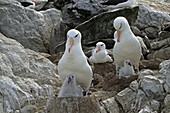 Black-browed Albatross, Mollymawk Thalassarche melanophris or Diomedea melanophris, Order : Procellariiformes, family : diomedeidae, Steeple jason, Falkland islands Malvinasislands