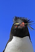 Rockhopper penguin, Eudyptes chrysocome chrysocome, Order : Sphenisciformes, Family : Spheniscidae, Steeple Jason, Falklands islands