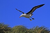 Black-browed Albatross, Mollymawk Thalassarche melanophris or Diomedea melanophris, Order : Procellariiformes, family : diomedeidae, West Point island, Falkland islands Malvinas