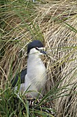 Black Crowned Night Heron, Nycticorax nycticorax ssp cyanocephalus, Order : Pelecaniformes, Family : Ardeides, Pebble Island, Falkland-Malvinas Islands