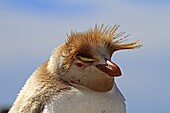 Rockhopper penguin leucism, Very rare form : 1 for 1 million.Eudyptes chrysocome chrysocome, Order : Sphenisciformes Family : Spheniscides, Pebble Island, Falkland-Malvinas Islands