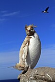 Rockhopper penguin leucism, Very rare form : 1 for 1 million.Eudyptes chrysocome chrysocome, Order : Sphenisciformes Family : Spheniscides, Pebble Island, Falkland-Malvinas Islands