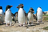 Rockhopper penguin, Eudyptes chrysocome chrysocome, Order : Sphenisciformes, Family : Spheniscidae, Pebble Island, Falkland-Malvinas Islands