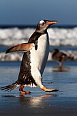 Gentoo Penguin,  Pygoscelis papua papua, Order SPHENISCIFORMES, Family Spheniscidae, Sea Lion Island Falkland-Malvinas Islands