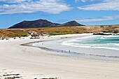 pebble island, Fallkland-Malvinas Islands