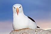 Black-browed Albatross, Mollymawk Thalassarche melanophris, or Diomedea melanophris, Order : Procellariiformes, family : diomedeidae, Steeple jason, Falkland islands