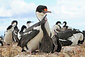 King Shag or Imperial Shag, Phalacrocorax atriceps albiventer, Order : pelecaniformes, family : Phalacrocoracidae, Faklland Islands, Peeble Island