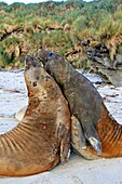 Southern Elephant Seal Mirounga leonina Order Carnivora Family Phocidae, Sea Lion Island, Fakland Islands