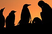 Gentoo Penguin , Pygoscelis papua papua, Order SPHENISCIFORMES, Family Spheniscidae, Sea Lion Island, Falkland Islands