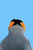 King Penguin, Aptenodytes patagonicus, Family Spheniscidae, Order: Sphenisciformes, Falkland Islands, Saunders Island