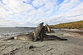 Southern Elephant Seal (Mirounga leonina). Sealion Island, Falkland Islands
